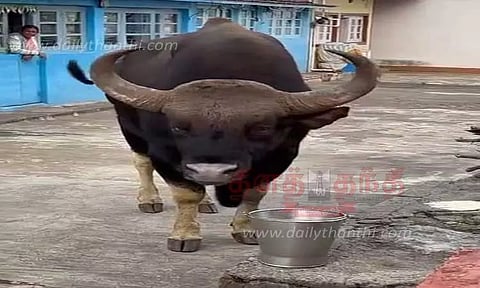 காட்டெருமையின் தாகம் தணித்த கிராம மக்கள்