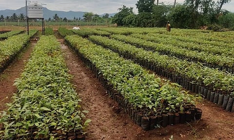 பொதுமக்களுக்கு வழங்க 70 ஆயிரம் மரக்கன்றுகள் தயார்