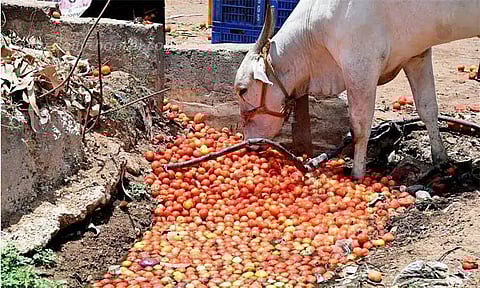 விலை வீழ்ச்சி எதிரொலி: தக்காளிகளை சாலையோரம் வீசி செல்லும் விவசாயிகள்