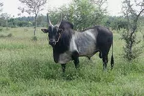 அந்தியூர் கால்நடை சந்தையில் காங்கேயம் காளை மாடு ஜோடிரூ.2 லட்சத்துக்கு விற்பனை