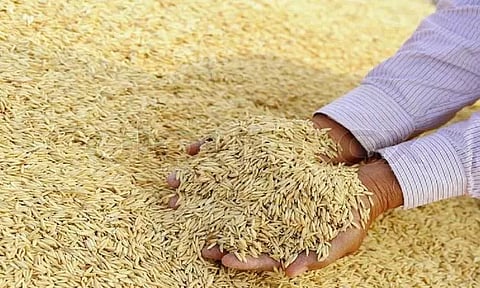 நெல் விதை ரகங்கள் அனைத்து வேளாண் விரிவாக்க மையங்களிலும் இருப்பில் உள்ளது - செங்கல்பட்டு மாவட்ட வேளாண்மை இணை இயக்குனர்