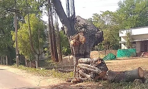 மரங்களை வெட்டி கடத்துபவர்கள் மீது நடவடிக்கை எடுக்க வேண்டும்