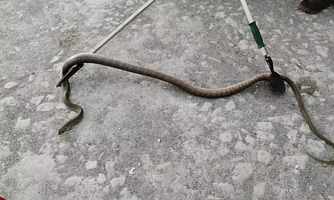 கடைக்குள் புகுந்த பாம்பு பிடிபட்டது