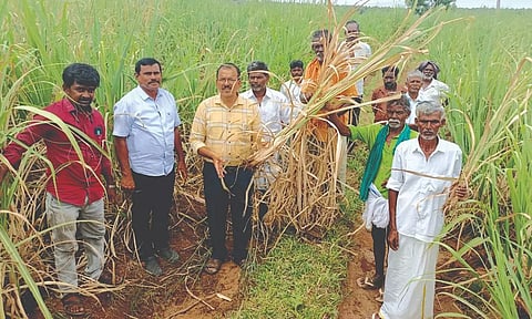 கரும்பு சாகுபடியில் வெண்புழு தாக்குதலால் இழப்பு
