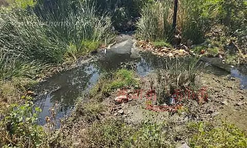 விஸ்வநத்தம் ஓடையை தூர்வார வேண்டும்