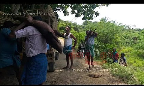 விளைநிலங்களில் சுற்றித்திரிந்த பன்றிகள் அப்புறப்படுத்தப்பட்டன