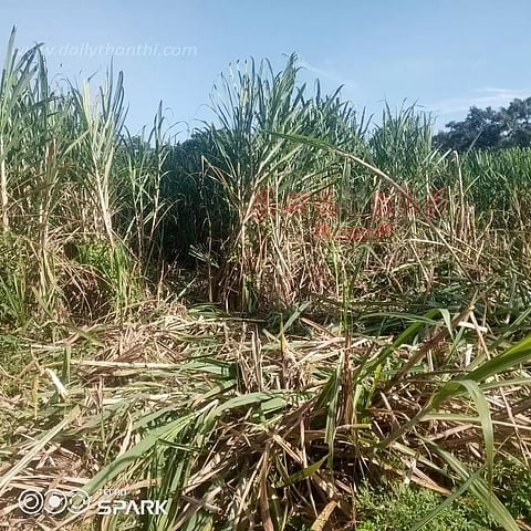 கரும்பு தோட்டத்தில் புகுந்துகாட்டு யானைகள் அட்டகாசம்