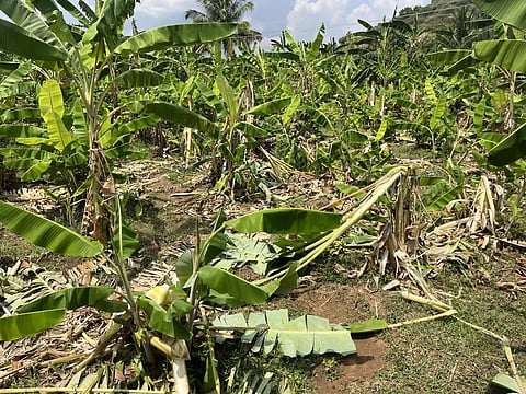வேப்பனப்பள்ளி அருகே தோட்டத்தில் வாழை மரங்களை மிதித்து சேதப்படுத்திய காட்டு யானைவிவசாயிகள் அச்சம்