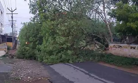 கனமழைக்கு சாலைகளில் விழுந்த மரங்கள்