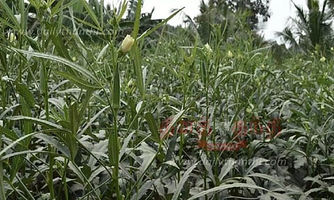 தோட்டக்கலை பயிர்களுக்கு மானியத்துடன் சொட்டு நீர்ப்பாசனம் அமைக்க விவசாயிகளுக்கு அழைப்பு