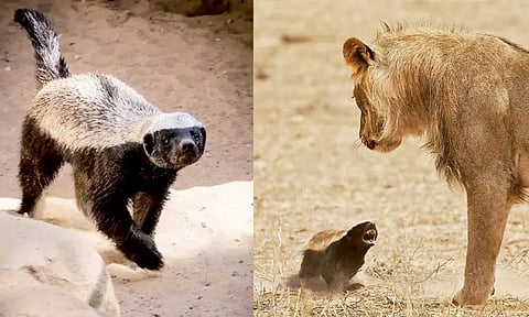 துணிச்சலான 'தேன்வளைக் கரடி'