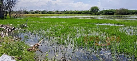 தொடர் மழை காரணமாகபிடமனேரி ஏரி நிரம்பி தண்ணீர் விவசாய நிலங்களுக்குள் புகுந்ததுபயிர்கள் மூழ்கியதால் விவசாயிகள் கவலை