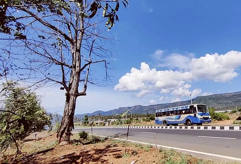 பட்டுப்போன மரங்களால் விபத்து அபாயம்