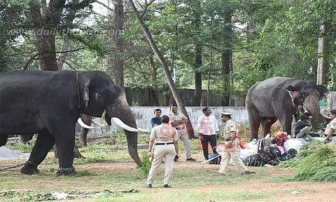 தசரா யானைகளின் உயரம், எடை அளவு கணக்கீடு