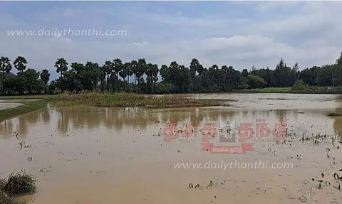 மழையால் 2 வீடுகள் இடிந்தன; 50 ஏக்கர் சோளப்பயிர்கள் நீரில் மூழ்கின