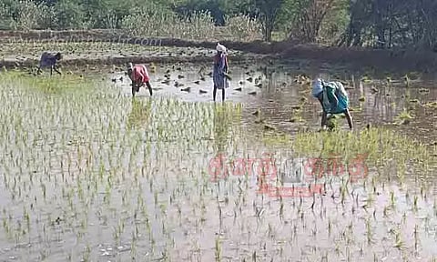 விவசாய பணிகள் தீவிரம்