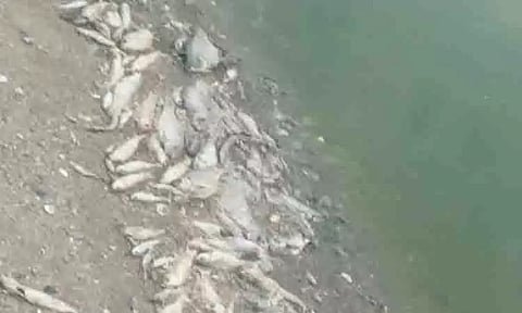 அமராவதி ஆற்று தடுப்பணையில் மீன்கள் செத்து மிதப்பதால் கடும் துர்நாற்றம்