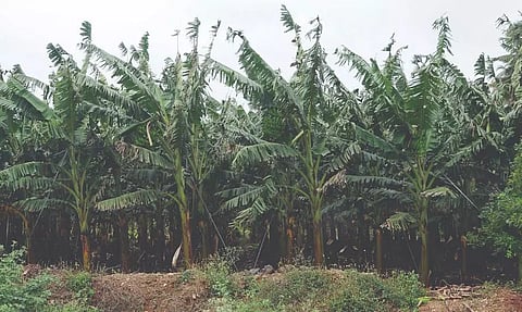 சொட்டுநீர் பாசனம் மூலம் வாழை சாகுபடி