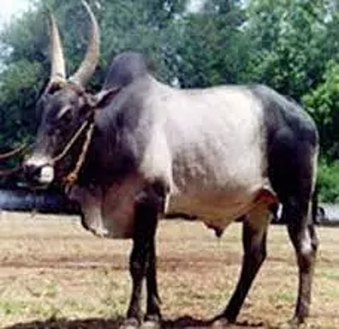 அந்தியூர் கால்நடை சந்தையில் கொங்கு காளை மாடு ஜோடிரூ.1½ லட்சத்துக்கு விற்பனை