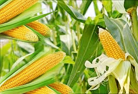 மக்காச்சோளம் ரூ.28¾ லட்சத்துக்கு விற்பனை