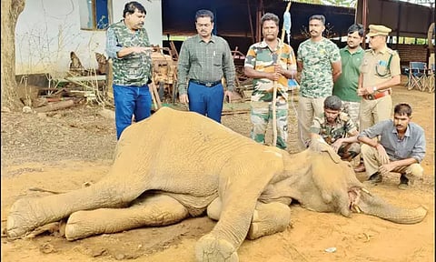 பன்றி வேட்டைக்கு வைத்த நாட்டுவெடி வெடித்து யானை பலி