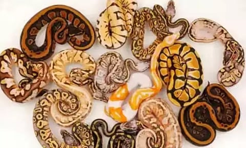 தாய்லாந்து நாட்டில் இருந்து கடத்தல்: சென்னை விமான நிலையத்தில் 12 மலைப்பாம்பு குட்டிகள் பறிமுதல்