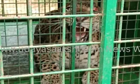 கெஜ்ஜனஹள்ளியில் மக்களை அச்சுறுத்தி வந்த சிறுத்தை கூண்டில் சிக்கியது