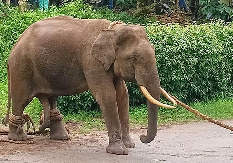 பொதுமக்களை அச்சுறுத்தி வந்த காட்டுயானை பிடிபட்டது