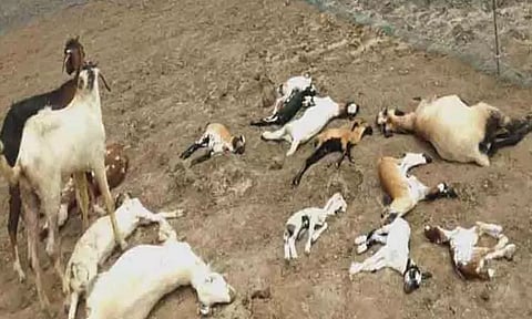 மர்ம விலங்கு கடித்த காயங்களுடன் ஆடுகள் சாவு; சிறுத்தை நடமாட்டமா? பொதுமக்கள் அச்சம்