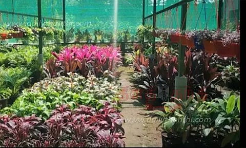 மைசூரு நகரை அழகுப்படுத்த வளர்க்கப்படும் பூச்செடிகள்