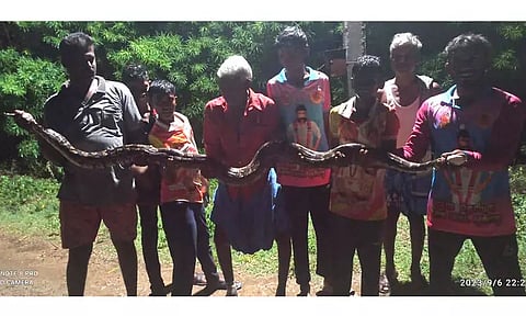 12 அடி நீள மலைப்பாம்பு பிடிபட்டது