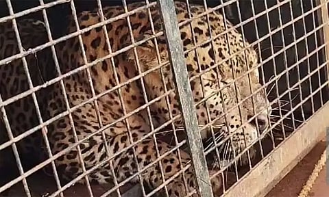 நியாமதி தாலுகாவில் அட்டகாசம் செய்த சிறுத்தை கூண்டில் சிக்கியது