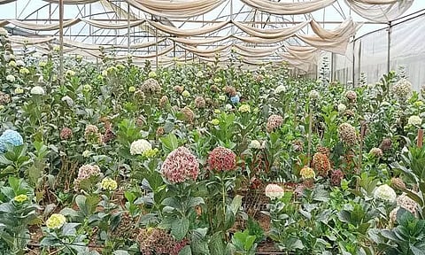 ஐட்ரோஜென்யா கொய்மலர் கொள்முதல் விலை உயர்வு