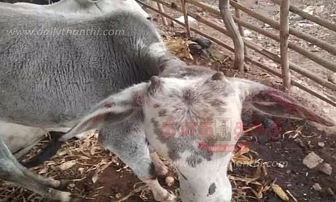 கேர்மாளம் அருகே கிராமத்துக்குள் புகுந்து கன்றுக்குட்டியை கடித்த சிறுத்தைப்புலி