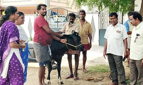 மாடுகளின் உரிமையாளர்களுக்கு அபராதம்
