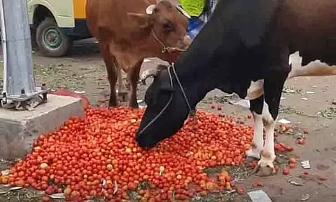 கரூர் பகுதியில் விண்ணைத் தொட்ட தக்காளி வீதிக்கு வந்தது