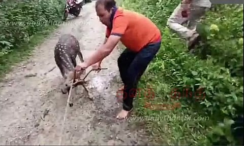 குளத்தில் தவறி விழுந்து விடிய, விடிய தத்தளித்த மான்