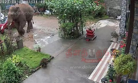 அழையா விருந்தாளியாக வீட்டுக்கு வந்த காட்டு யானை