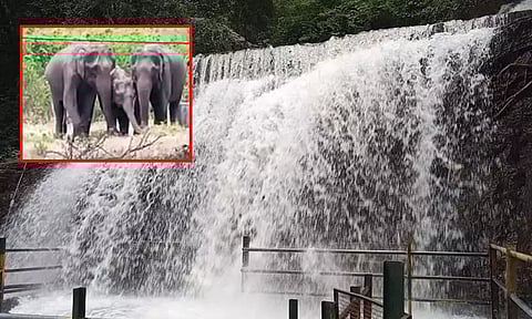 யானைகள் நடமாட்டம்; சுருளி அருவிக்கு செல்ல சுற்றுலா பயணிகளுக்கு தடை...!