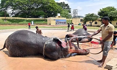 அரண்மனை வளாகத்தில் தசரா யானைகள் ஆனந்த குளியல்