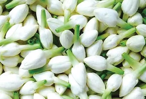 குண்டு மல்லி கிலோ ரூ.500-க்கு விற்பனை