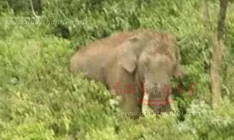 காயத்துடன் சுற்றித்திரியும் காட்டு யானை