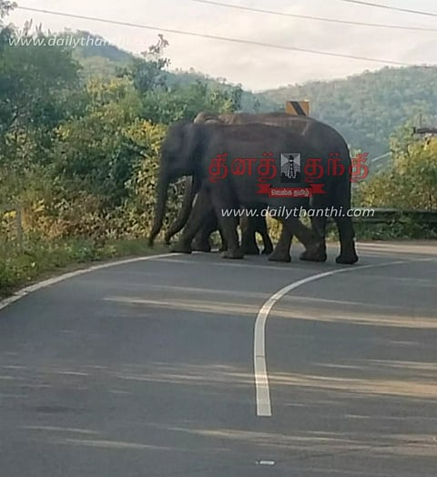 பர்கூர் மலைப்பாதையில் குட்டியுடன் ரோட்டில் உலா வந்த 2 காட்டு யானைகள்- போக்குவரத்து பாதிப்பு