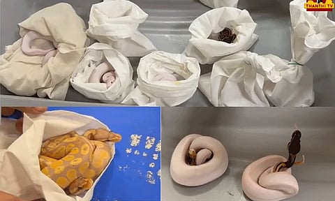 சென்னை விமான நிலையத்தில் 15 மலைப்பாம்பு குட்டிகள் பறிமுதல்: தாய்லாந்தில இருந்து கடத்தி வந்தவர் கைது