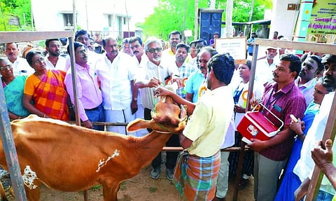 கால்நடை மருத்துவ முகாம்