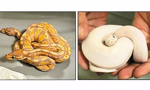 தாய்லாந்தில் இருந்து சென்னைக்கு விமானத்தில் கடத்தி வந்த 15 மலைப்பாம்பு குட்டிகள்