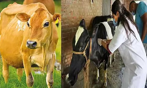 மாடுகளை தாக்கும் 3 நோய்களுக்கு ஒரே தடுப்பூசி