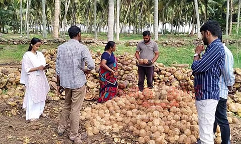 ரூ.62 லட்சத்திற்கு தேங்காய் கொள்முதல்