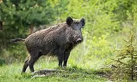 பயிர்களை சேதப்படுத்திய காட்டுப்பன்றிகள்