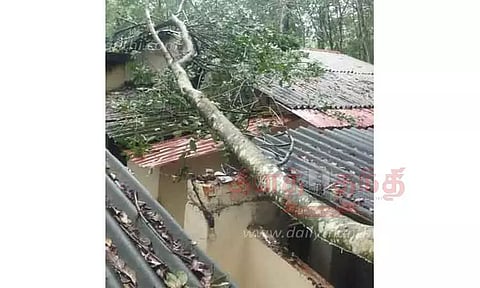 ரப்பர் மரம் விழுந்து வீடு சேதம்